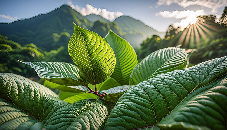 Kratom Products