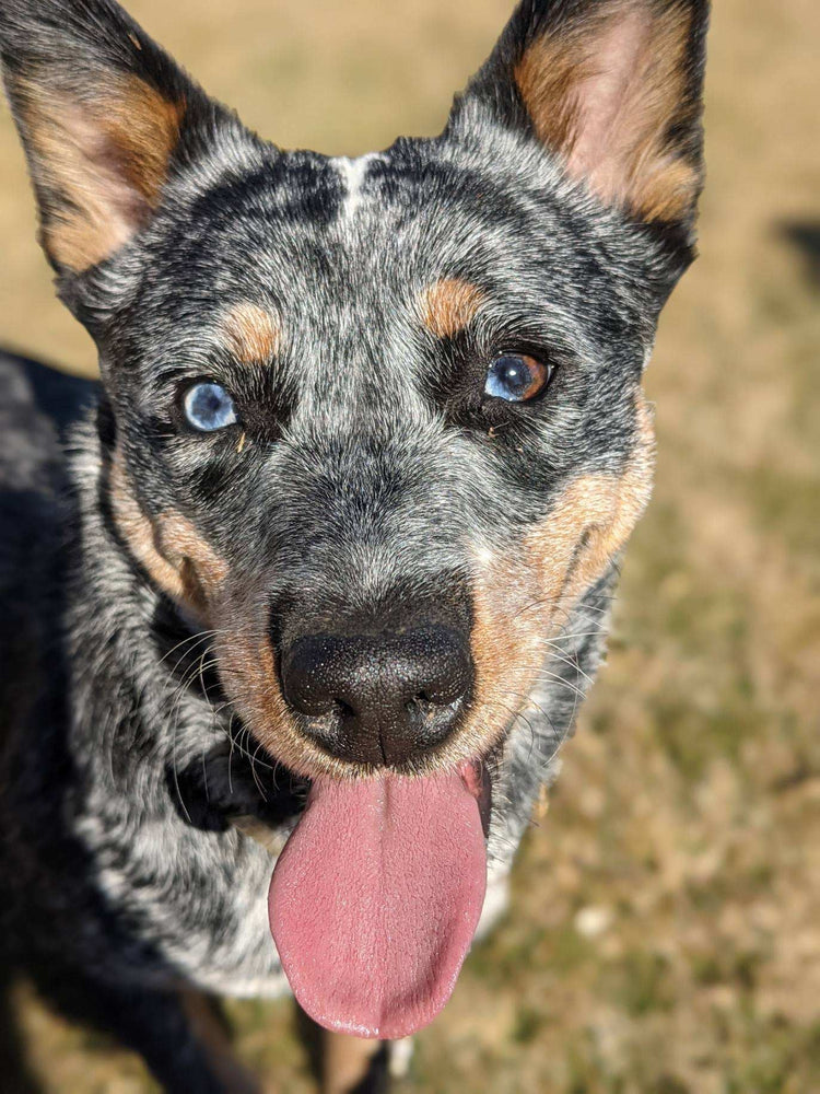 CBD for Pets