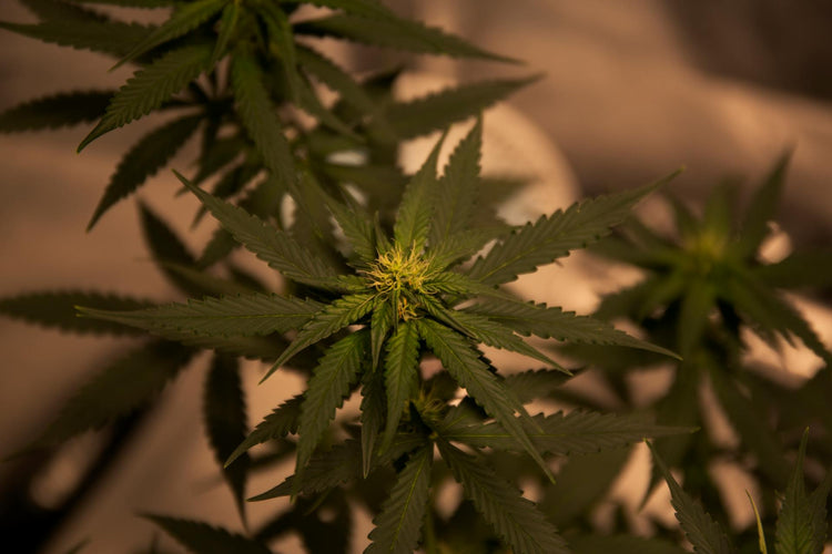 CBD Products