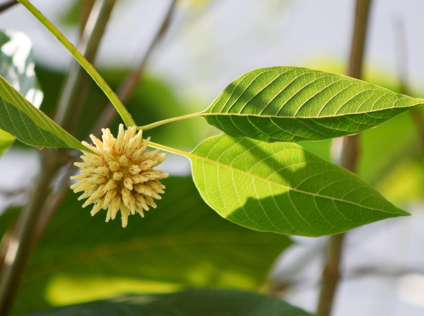 Kratom Leaf