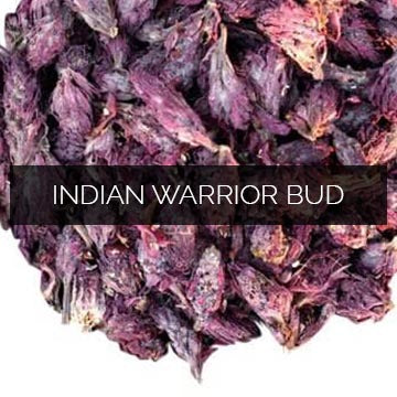 Indian Warrior Bud